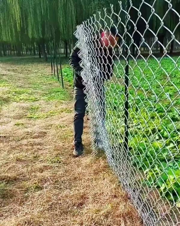 菜園圍籬菱形網